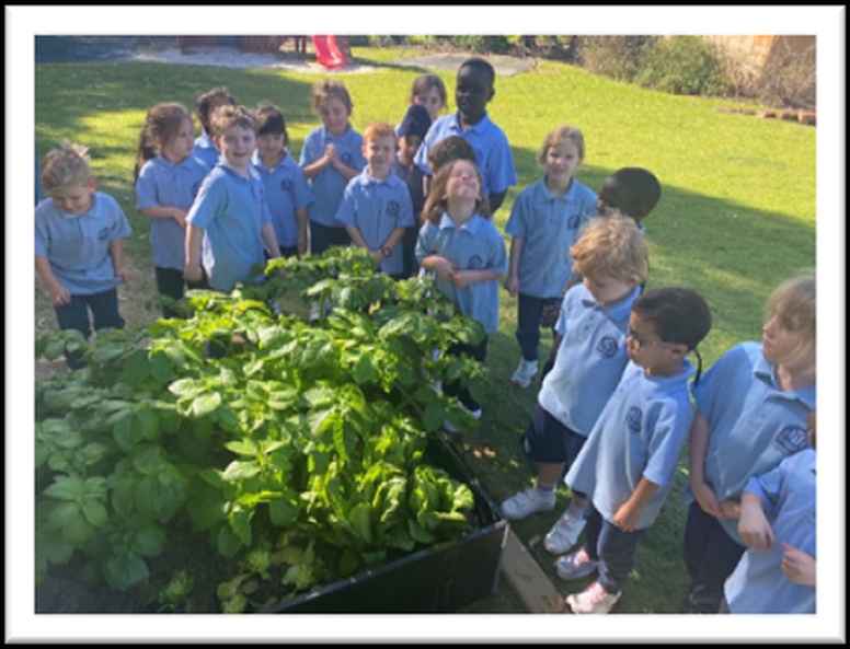 Pre-Primary – Vegetable Garden